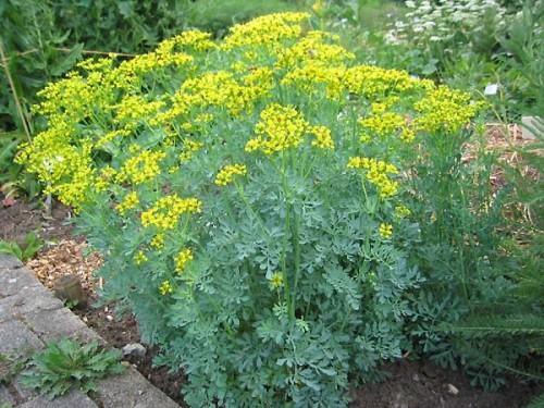 فوائد عشبة الشذاب