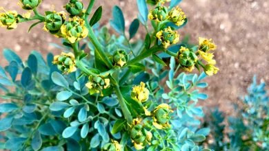 فوائد عشبة الشذاب