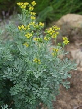 فوائد عشبة الشذاب