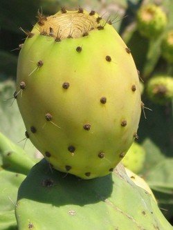 فوائد التين الشوكي