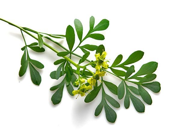 فوائد عشبة الشذاب