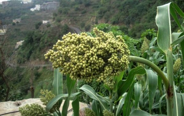 مدرجات فيفاء قصة حياة