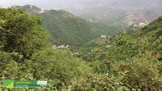 مدرجات فيفاء قصة حياة