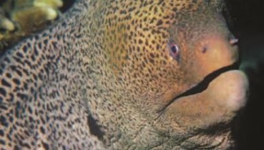 سمك مارينا وخطر الغوص بالقرب من الشعب المرجانية