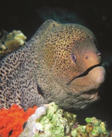 سمك مارينا وخطر الغوص بالقرب من الشعب المرجانية