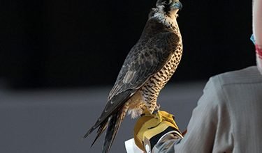 قصة وقصيدة...مايستريح اللي عزم له رجاجيـل ...اللي دعاهم للعشـا واستجابـوا يردد هذا البيت الكثر من الناس ولعلهم لا يعلمون قصته  مايستريح اللي عزم له رجاجيـل