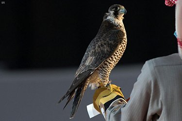 قصة وقصيدة...مايستريح اللي عزم له رجاجيـل ...اللي دعاهم للعشـا واستجابـوا يردد هذا البيت الكثر من الناس ولعلهم لا يعلمون قصته مايستريح اللي عزم له رجاجيـل