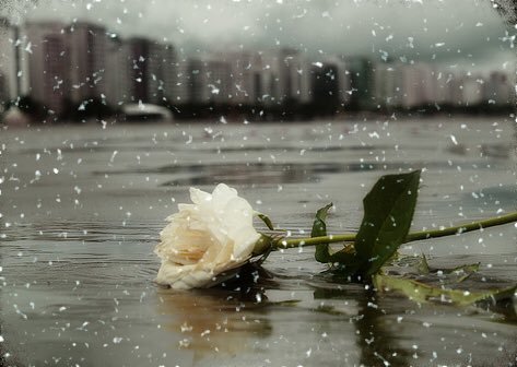 هنا سُطِرت قصة جحود  !