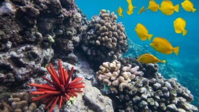 اليوم العالمي للمحيطات: السواحل البرية