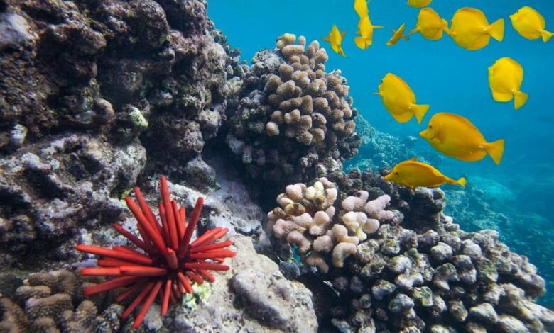 اليوم العالمي للمحيطات: السواحل البرية