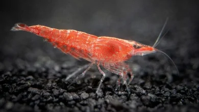 معلومات مدهشة عن الروبيان قد لا تعرفها من قبل