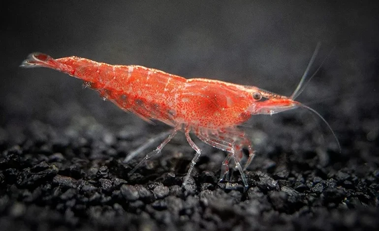 معلومات مدهشة عن الروبيان قد لا تعرفها من قبل