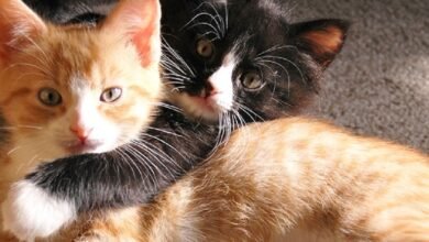 مراحل عمر القطط ونموها وأغرب المعلومات عنها