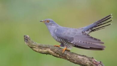 الحيوانات والطيور الأكثر كسلاً في العالم