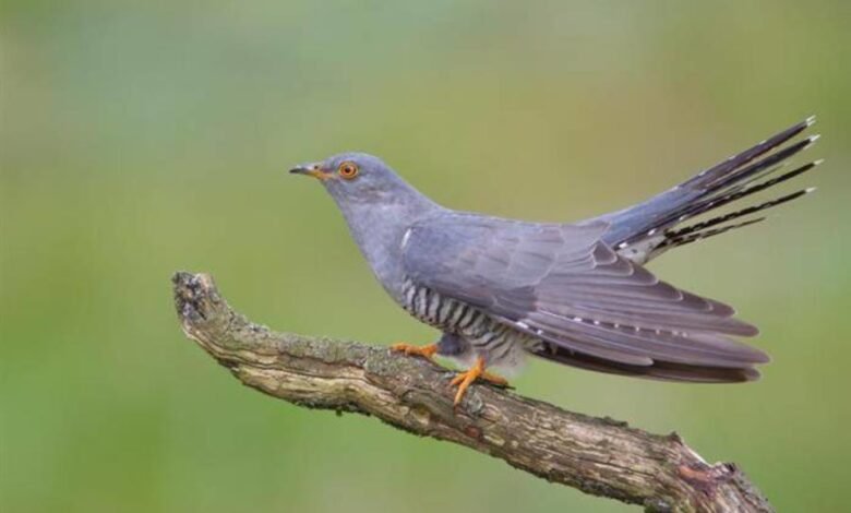 الحيوانات والطيور الأكثر كسلاً في العالم