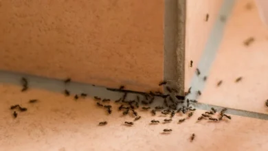 علاج النمل في البيت