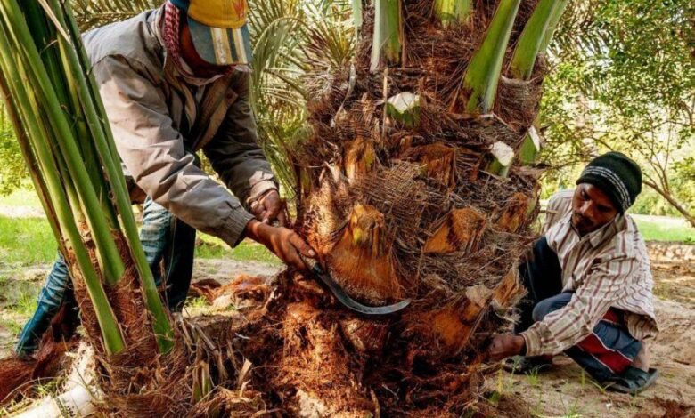 انخفاض الأشجار المفحوصة من سوسة النخيل