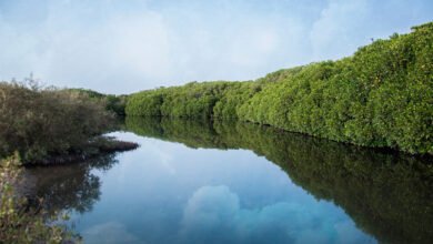 المحميات الطبيعية بالمملكة سياحة من نوع خاص