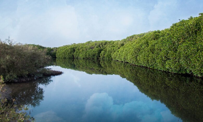 المحميات الطبيعية بالمملكة سياحة من نوع خاص