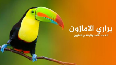 براري الامازون اكتشاف حيوانات ارض الغابات الاستوائية المطيرة