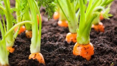 كيف تزرع الجزر في المنزل؟