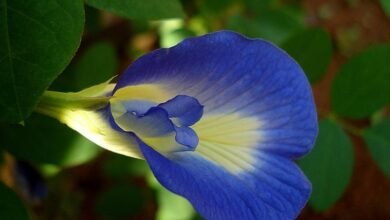 فوائد الشاي الأزرق