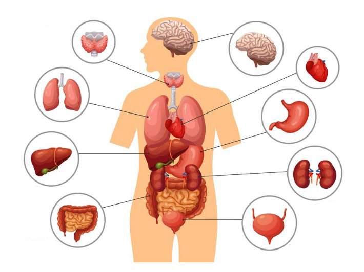 الوحدات الهيكلية لجسم الإنسان 