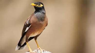 لماذا قرّر مركزُ الحياة الفطرية في السعودية مكافحةَ طائر المينا المسند يوضح الأسباب