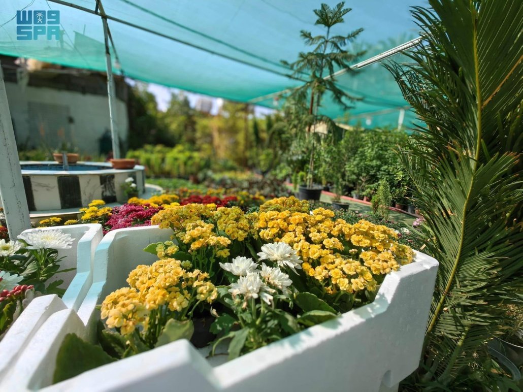 مشاتل نجران أكسجين واستدامة بيئة