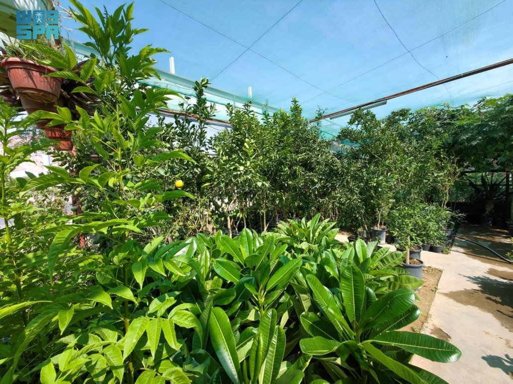 مشاتل نجران أكسجين واستدامة بيئة