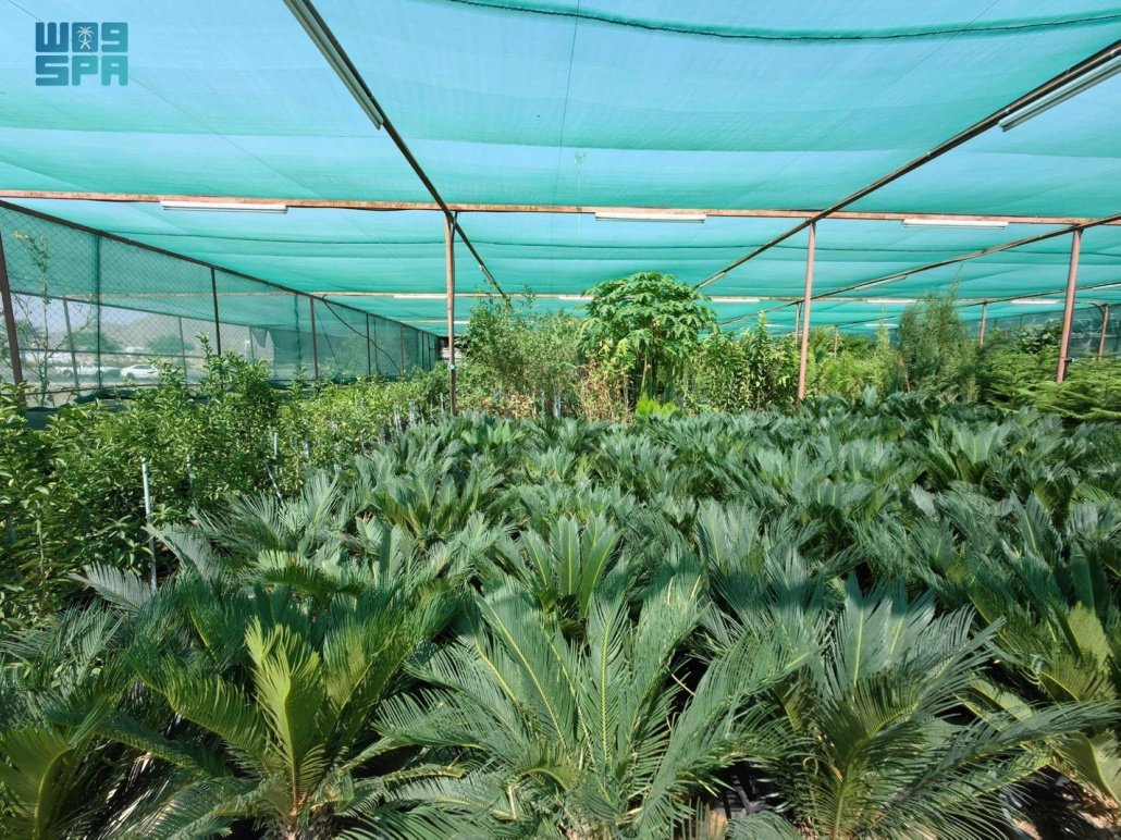 مشاتل نجران أكسجين واستدامة بيئة