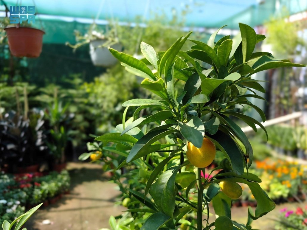 مشاتل نجران أكسجين واستدامة بيئة