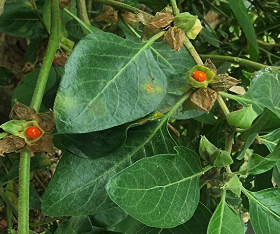 نباتات فيفاء (العبب)