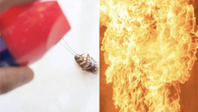 أراد قتل صرصور واحد ففجر شقته