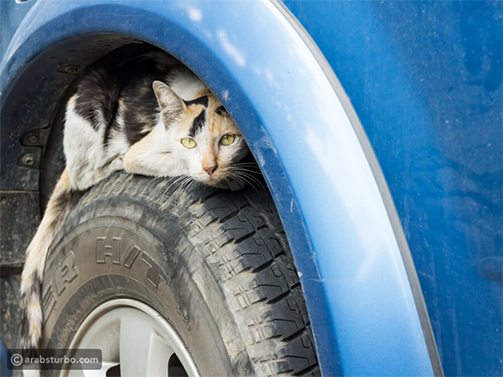 في الشتاء احذر من دخول هذه الكائنات لسيارتك