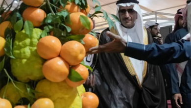 انطلاق مهرجان الحمضيات الثامن بالحريق