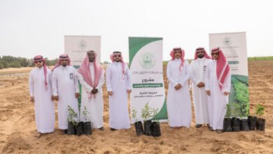 زراعة عدد من أشجار الصندل في منطقة جازان