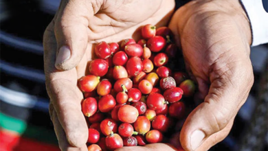 المشيطي البنُّ السعودي مصنّفٌ بالأعلى جودة على مستوى العالم