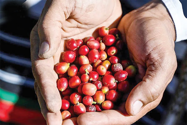 المشيطي البنُّ السعودي مصنّفٌ بالأعلى جودة على مستوى العالم