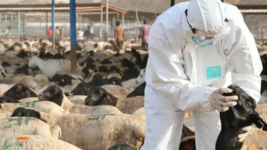 "وقاء" يفحص قرابة 400 ألف رأس من المواشي قبل دخولها العاصمة المقدسة