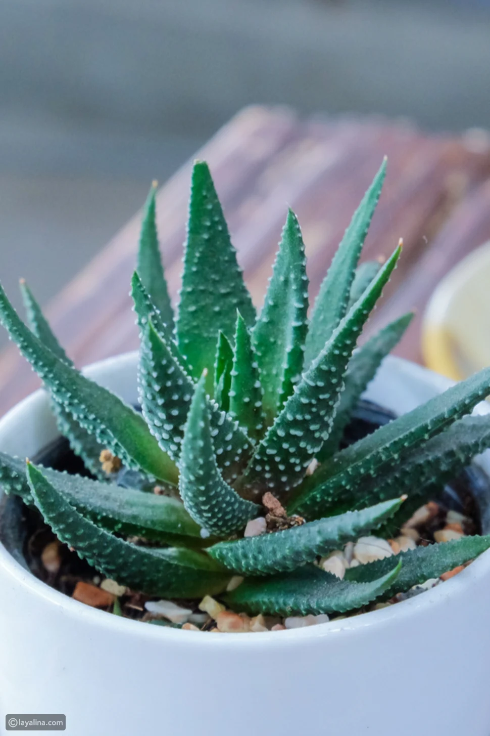 نباتات تمتص الحرارة في المنزل