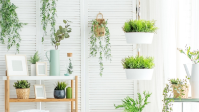 نباتات تمتص الحرارة في المنزل