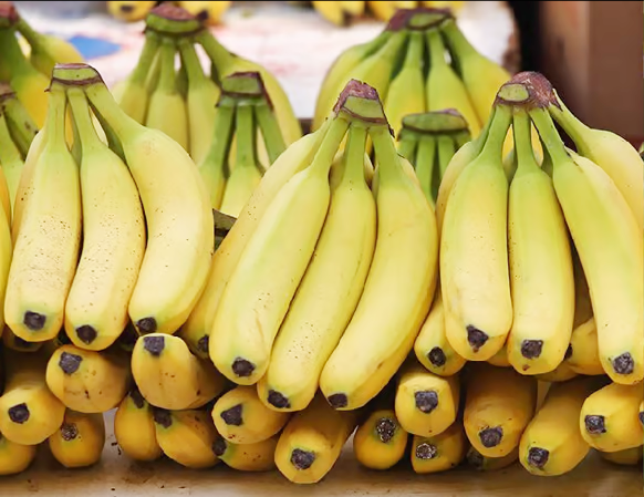 هل ينقرض الموز من العالم؟!!