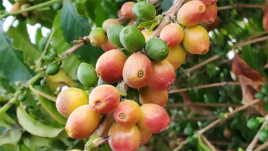 تضاعف عددها في سنتين أكثر من ٩٤ ألفاً من أشجار البن في نجران