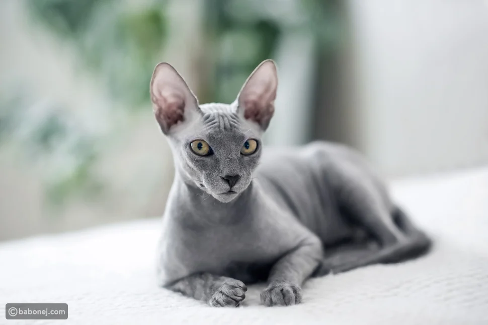 أفضل أنواع القطط للتربية المنزلية وأذكاها