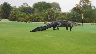 ضيف غير متوقع يقتحم مباراة غولف في كارولينا