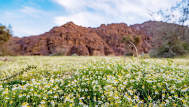 «الأقحوان» في جبال أجا.. لوحة فنية بديعة