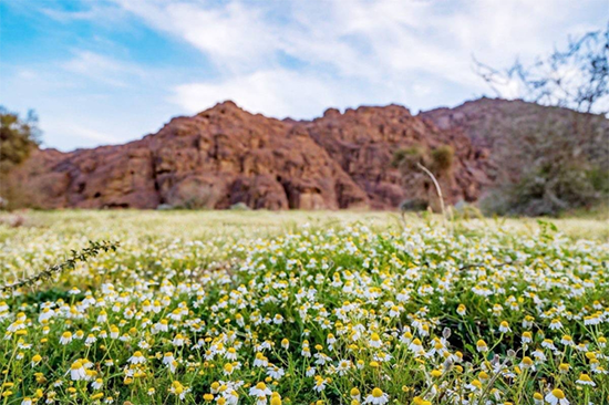 «الأقحوان» في جبال أجا.. لوحة فنية بديعة