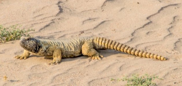 بداية الذرعان على حساب اهل عنيزة