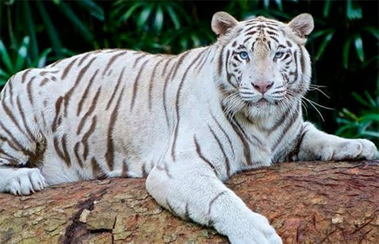 نمر أبيض يفترس ذراع عامل في سيرك طنطا